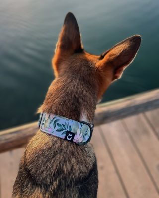 🌸 Květinový obojek🩵 sluší něžnému čumáčkovi🐩 i pořádnému drsňákovi🐕‍🦺! Dodá vašemu pejskovi šmrnc a rozzáří každou...